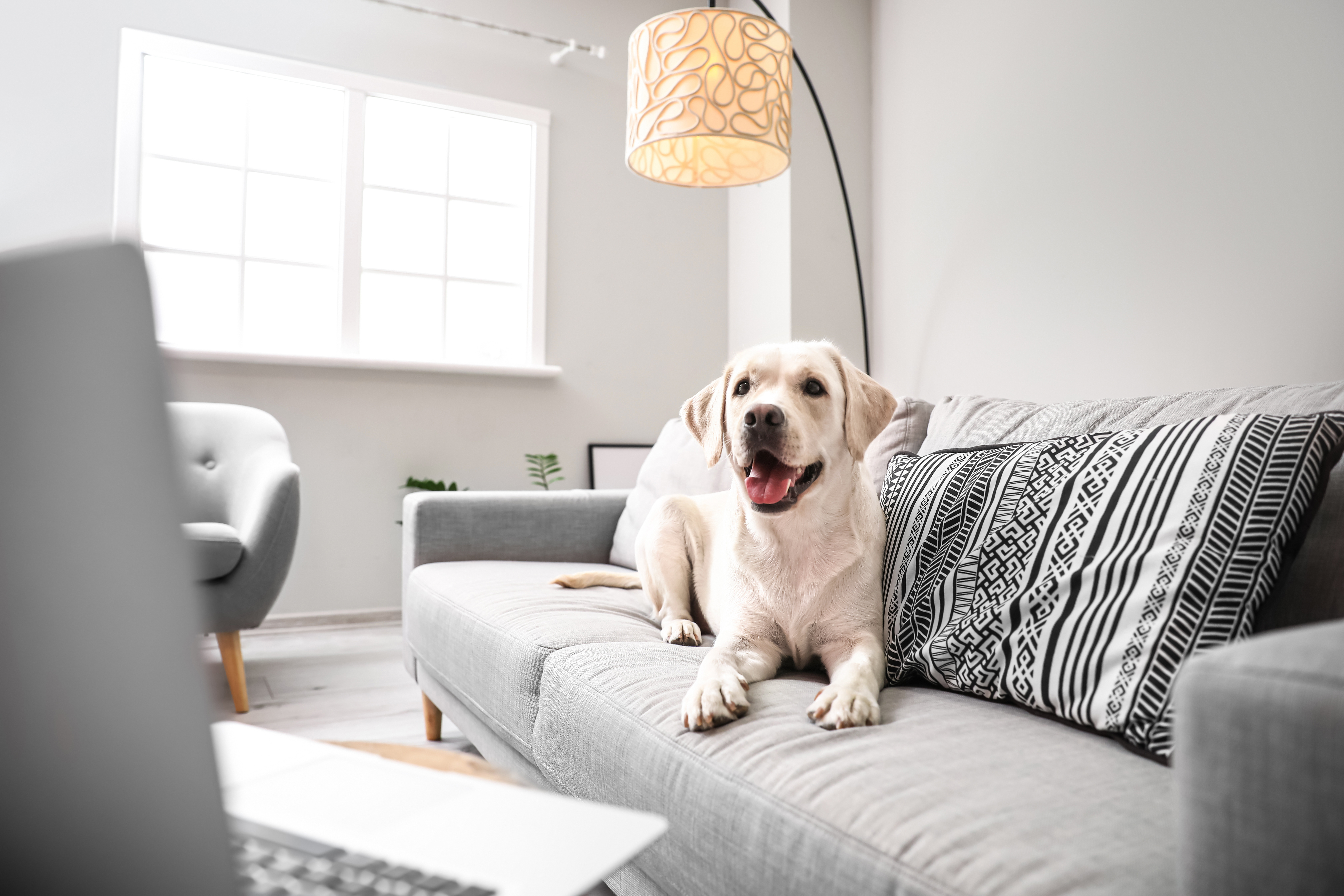 Living with Pets in Condos: What Every Owner and Board Needs to Know